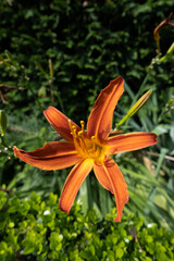 Obraz premium Flowers&Plants 28