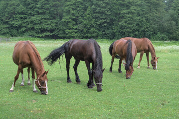 Naklejka na ściany i meble Four horses simultaneously eating green grass on the meadow