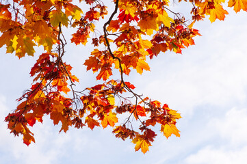 Maple tree (Acer platanoides) in autumn colors, sky background.