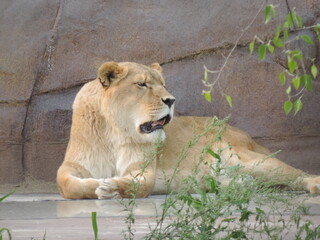 Naklejka premium zoo aou 2021