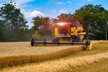 Fototapeta premium Harvesting wheat by big agriculture machine. Big combiner working in a field.