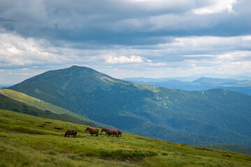 Horses graze in the valleys of the Carpathian mountains of Ukraine