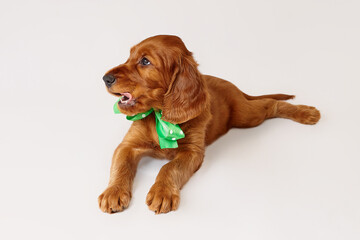 charming Irish setter puppy of brown color on a white background