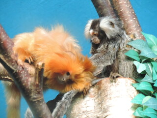 zoo aout 2021