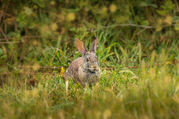 Wild cotton tail rabbit sitting in the gras with a blade of gras his mouth