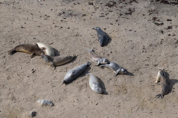 Fototapeta premium Elephant Seals basking in the sun on a beach in Point Reyes National Seashore
