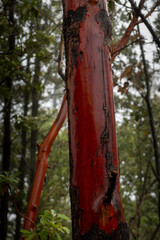 The red trunk of Madrone, Arbutus menziesii, in nature
