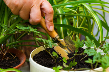 Care for home plants. Ivy.
