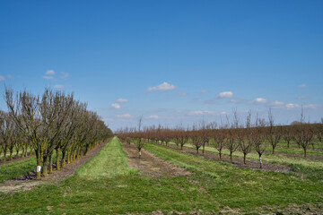 Fototapeta na wymiar Image of apple orchard in early spring.