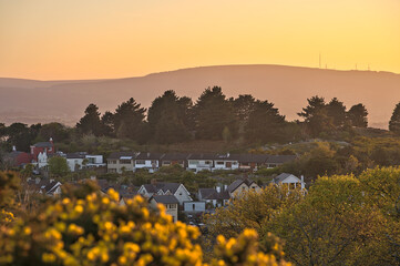 Beautiful evening view of Dublin Mountains, houses and roofs, wild yellow gorse (Ulex) flowers and...
