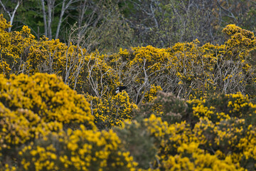 Obraz premium Beautiful closeup evening view of old dry tree branches and Eurasian magpie (Pica pica) sitting on wild yellow gorse (Ulex) flowers, Killiney Hill, Dublin, Ireland. Soft and selective focus