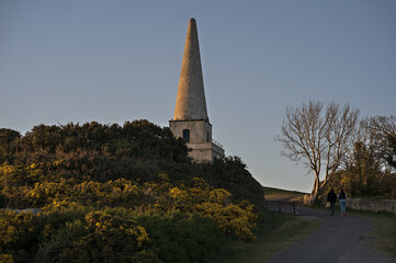 Beautiful closeup evening view of Killiney Obelisk and wild yellow gorse (Ulex) flowers growing everywhere in Ireland all the year round, Killiney Hill, Dublin, Ireland. Soft and selective focus