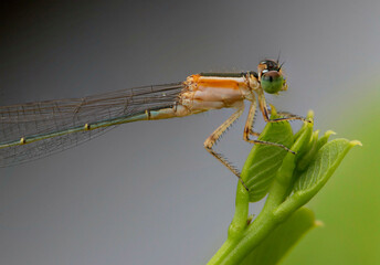dragonfly on a green leaf