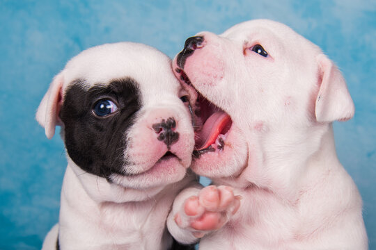 Two funny American Bullies puppies on blue jeans background