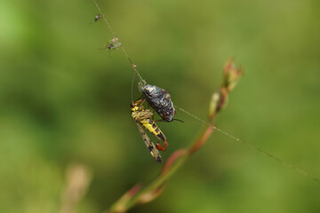 Closeup male Scorpion fly (Panorpa), family scorpionflies (Panorpidae), feeding on a spider...