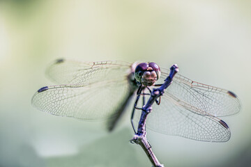 close up of a dragonfly, mayfly, nacka, stockholm,sweden
