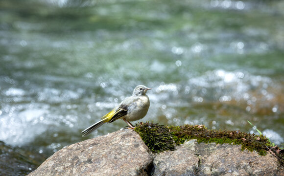 Yellow wagtail near the river