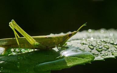 A grasshopper on the green leaf after the rain