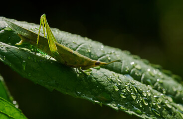 A grasshopper on the green leaf after the rain