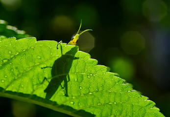 A grasshopper on the green leaf after the rain