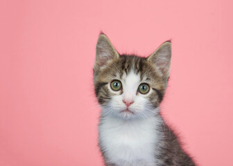 Portrait of a brown and white tabby kitten looking directly at viewer with surprised expression. Pink background with copy space.