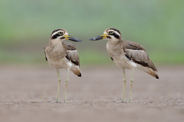 Obraz premium pair of Great thick-knee (Esacus recurvirostris) ugly large bills birds standing together in open land