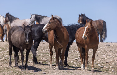 Fototapeta na wymiar Herd of Wild Horses in Spring in the Utah Desert 