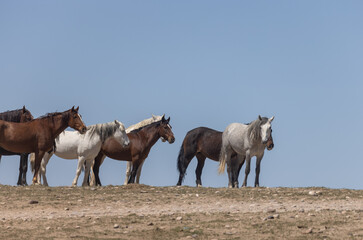 Obraz premium Herd of Wild Horses in Spring in the Utah Desert 