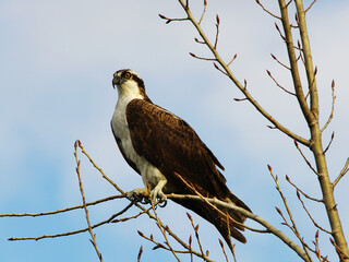 Western Osprey perched in a tree against blue sky and clouds