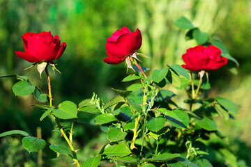 Blooming red rose flowers.