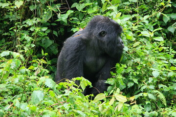 Closeup portrait of endangered adult Silverback Mountain Gorilla (Gorilla beringei beringei) Volcanoes National Park Rwanda.