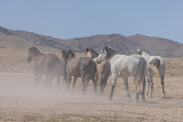 Fototapeta na wymiar Herd of Wild Horses in Spring in the Utah Desert 