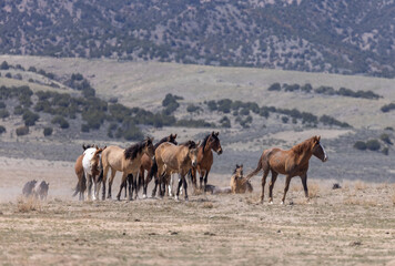 Naklejka na ściany i meble Herd of Wild Horses in Spring in the Utah Desert 