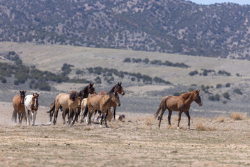 Herd of Wild Horses in Spring in the Utah Desert
