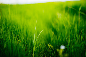 luscious green grass close up