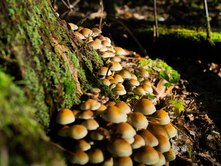in the forest many small light brown mushrooms on a tree trunk in close-up