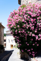 Enge Gasse mit pinken Blumen in Frankreich