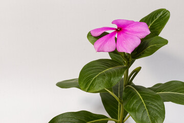 vinca rosea or vinca roseus, madagascar periwinkle isolated on white background.