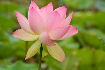 Obraz premium Louts flower in peak bloom, at Kenilworth Aquatic Gardens in Washington, DC.