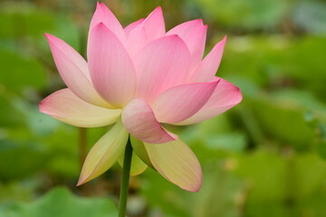 Louts flower in peak bloom, at Kenilworth Aquatic Gardens in Washington, DC.