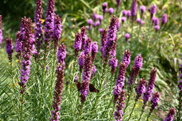 Sunny summer day in a botanical garden. The liatris plentifully blossoms in a flower bed. On an inflorescence motley butterflies sit.