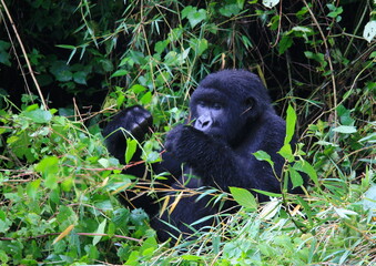 Closeup portrait of endangered adult Silverback Mountain Gorilla (Gorilla beringei beringei) eating bamboo Volcanoes National Park Rwanda.