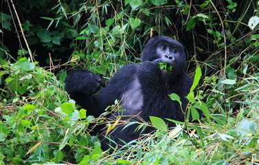 Closeup portrait of endangered adult Silverback Mountain Gorilla (Gorilla beringei beringei) eating and playing with bamboo Volcanoes National Park Rwanda.