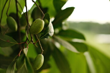 olives on tree