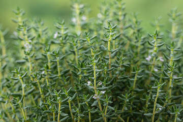 Thyme Sicilian, medicinal plant, an aromatic herb used in cooking, aromatherapy
