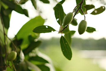 olives on tree