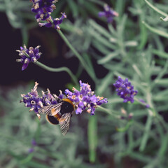 Bumble Bee on lavender