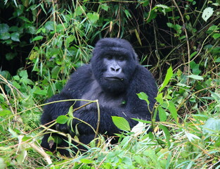 Closeup portrait of endangered Silverback Mountain Gorilla (Gorilla beringei beringei) playing in bamboo Volcanoes National Park Rwanda.