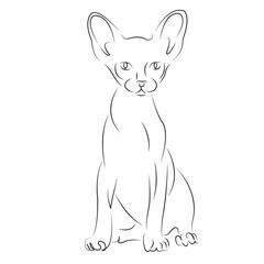 sphinx cat
