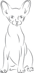 sphinx cat